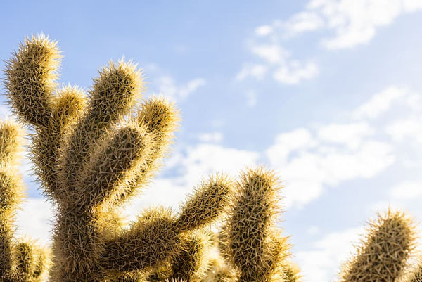 Cactus
