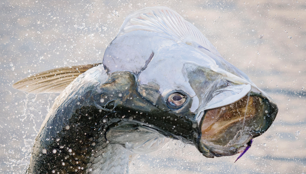 Brett Martina's Tarpon