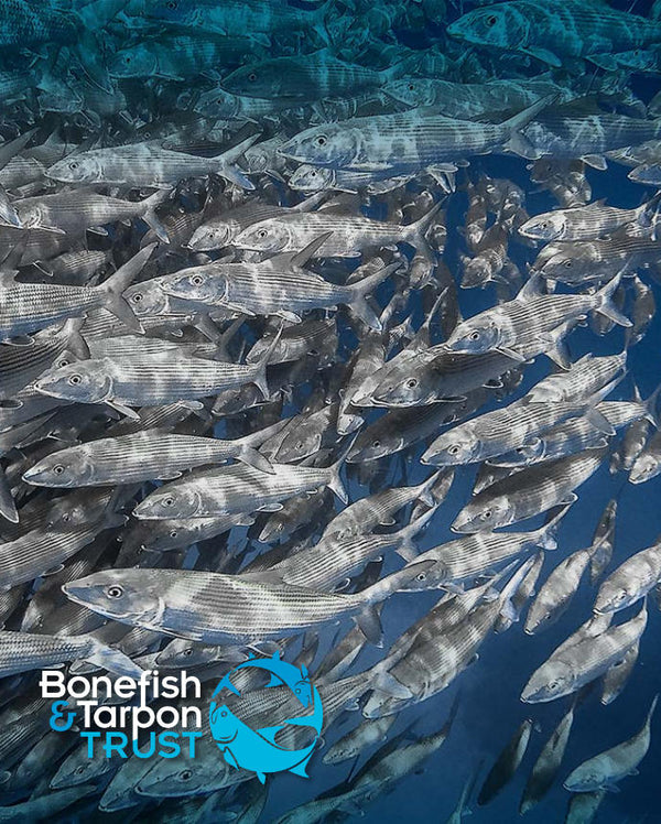 Image of Tarpon fish swimming underwater and showing the Bonefish & Tarpon Trust logo.