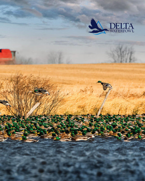 Image of ducks flying over a marshy bay showing the Delta Waterfowl logo.