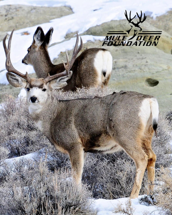 Deer in the mountains showing the Mule Deer Foundation logo.