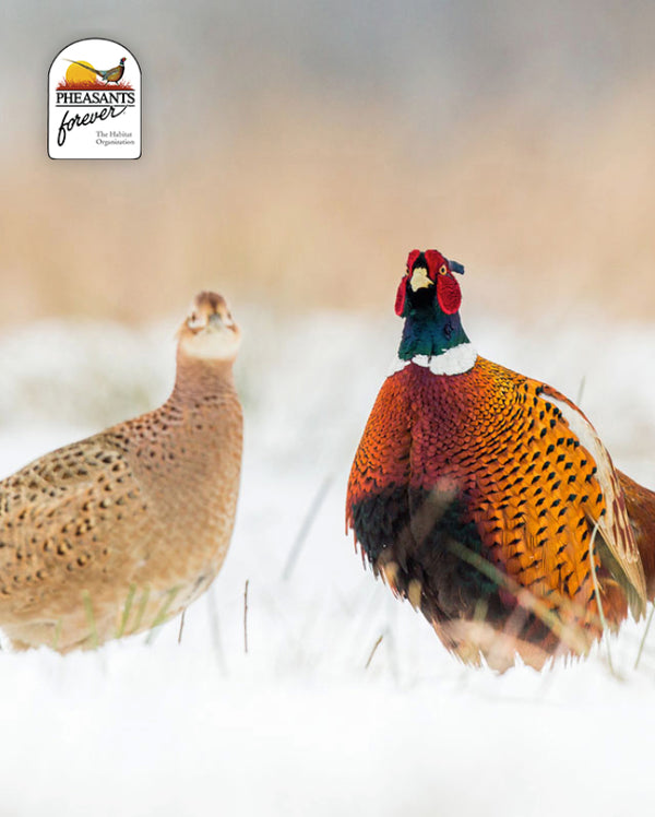 Picture of two pheasants in a snowy field showing the Pheasants forever logo.
