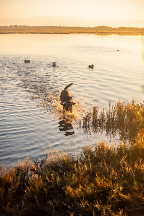 Dog playing in water at sunset with ducks in the background