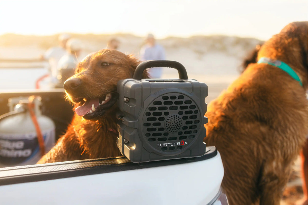 Two dogs with a portable speaker labeled 'Turtle Beach' in a vehicle.