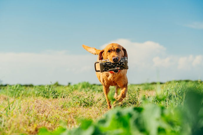 A golden retriever dog running through a grassy field under a blue sky, carrying a black patterned duck hunting blind in its mouth.