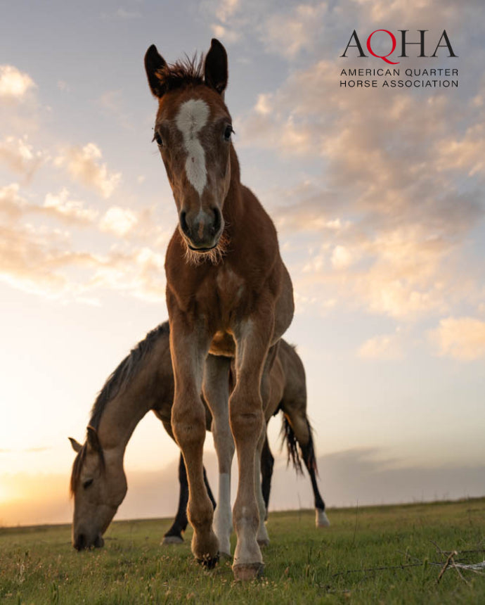 Horses in the grass from American Quarter Horse Association conservation partner